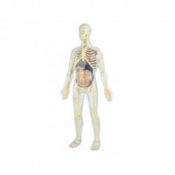 Juego Educativo a partir de 8 años Anatomia del cuerpo humano marca Miniland